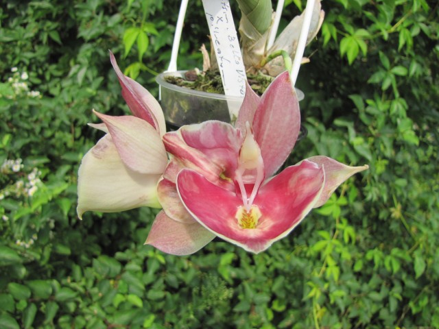 Catasetum Sangia Bella Vista's x pileatum (2).JPG