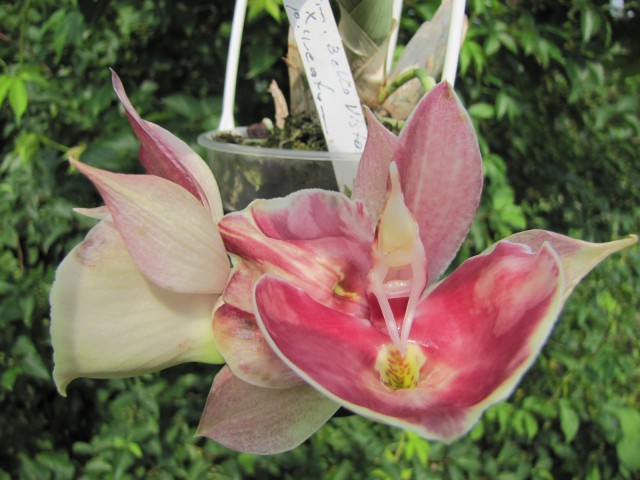 Catasetum Sangria Bella Vista's x pileatum.JPG