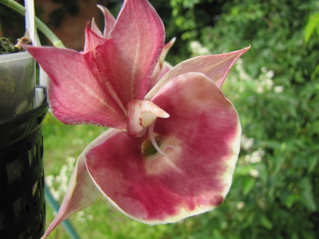 Catasetum Sangria Bella Vista's x pileatum (1).JPG