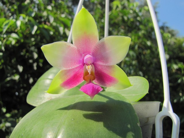 Phalaenopsis Hannover Passion x bellina.JPG