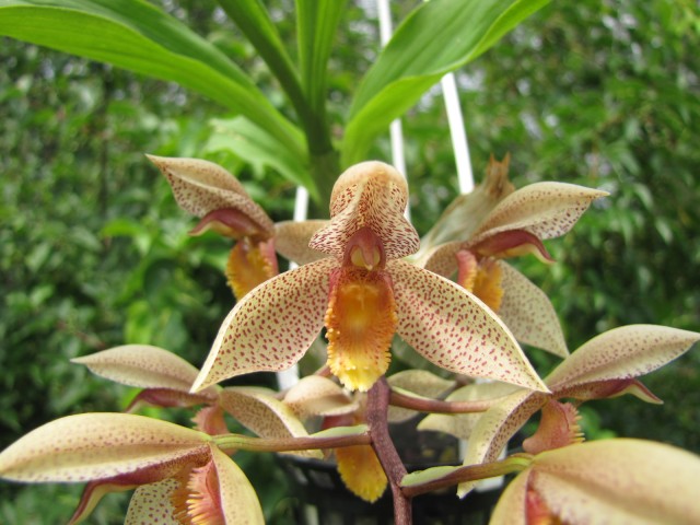 Catasetum Dentibarb (denticulatum x barbatum) (3).JPG