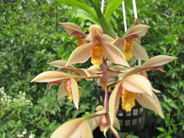 Catasetum Dentibarb (denticulatum x barbatum).JPG