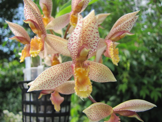 Catasetum Dentibarb.JPG
