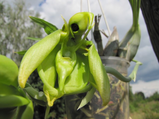 Catasetum integerrimum .JPG