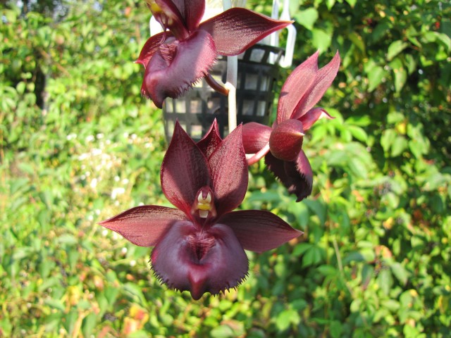 Catasetum Ten Dragons  (2).JPG