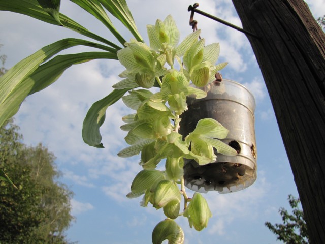 Clowesia russeliana .JPG