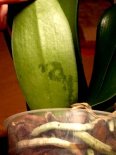 Slady żerowania.jpg