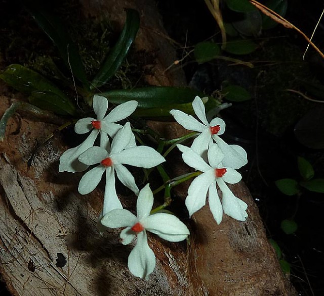 2Aerangis luteo-alba.jpg