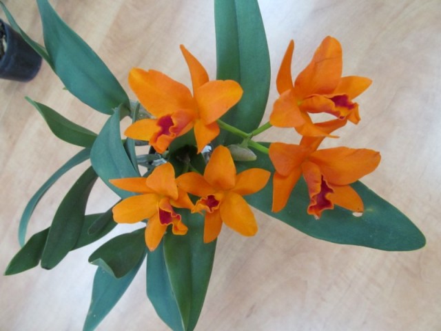 Blc. Shinfong Little Sun Young - Min Golden Boy (2).jpg