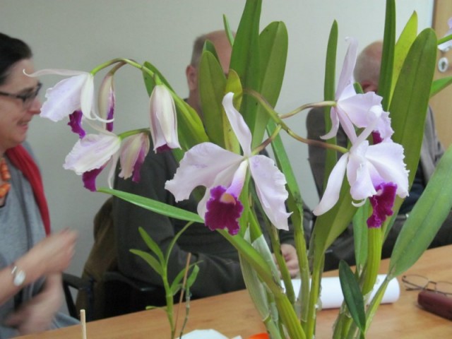 Cattleya x trianae (3).jpg