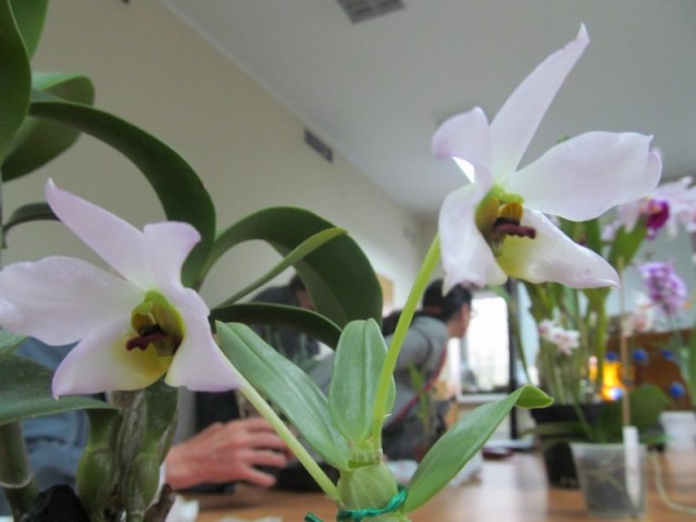 Dendrobium trantuanii (2).jpg