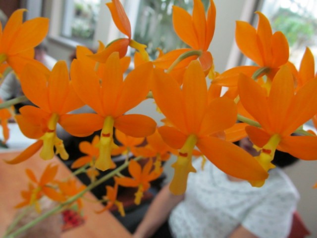 Encyclia vitellina x (vitellina x michuacana).jpg