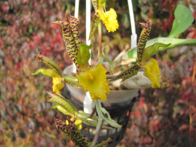 Catasetum Kleberbarb 2.JPG