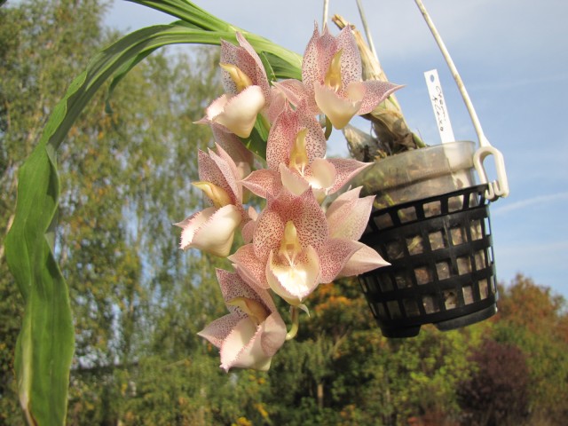 Catasetum Alexa 1 (2).JPG