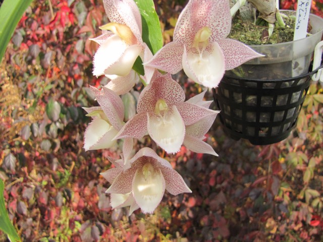 Catasetum Alexa 1 (1).JPG