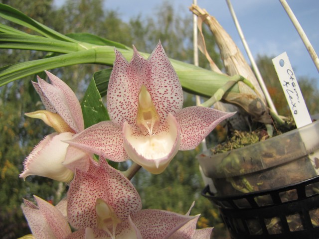 Catasetum Alexa 2.JPG