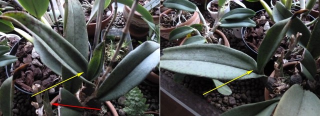 Podwójne liście.jpg