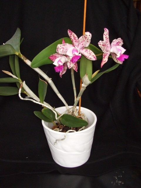 DSCF0148 (1602 x 2136).jpg