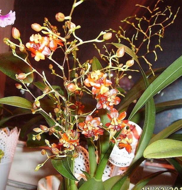Oncidium Twinkle II.jpg