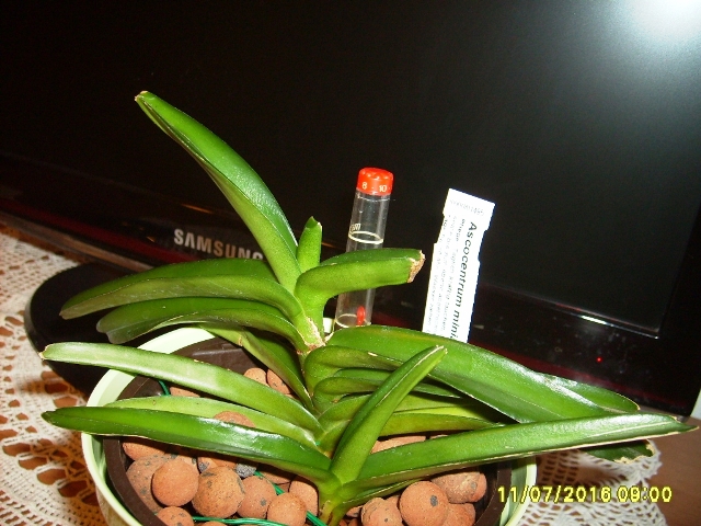 ascocentrum miniatum w hydro.jpg