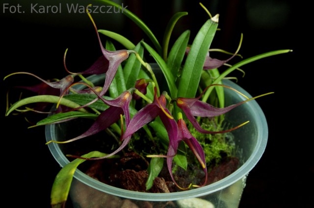 Masdevallia roseola2m.JPG
