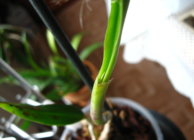 zaczątek pędu_1.jpg