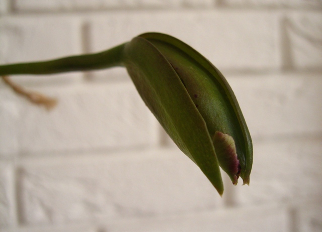 otwierający się pączek.jpg