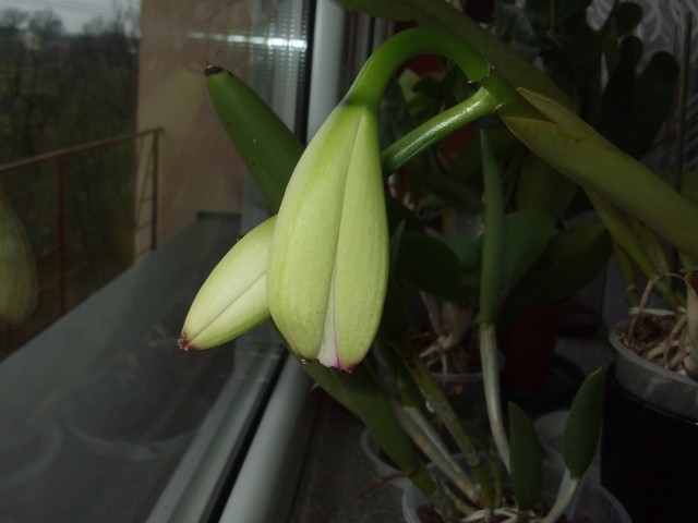 DSCF0214 (2136 x 1602).jpg