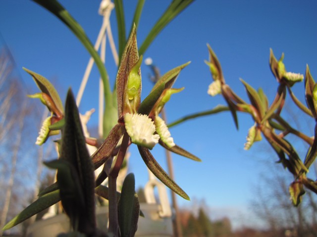Catasetum barbatum .JPG