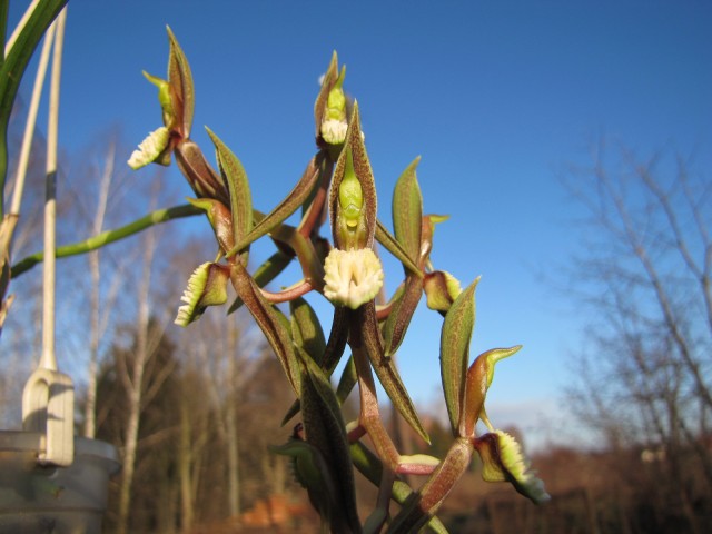 Catasetum barbatum 01 .JPG