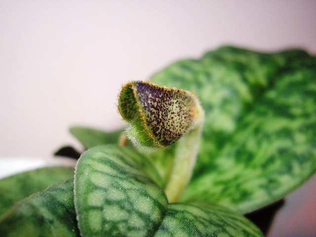 I_Paph. Ma belle_25.01.17.JPG