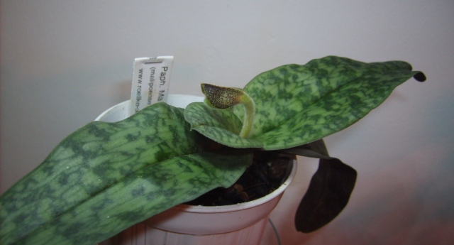 Paph. Ma Belle_25.01.17.JPG