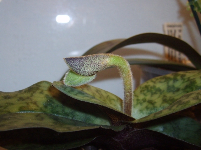 Paph. Ma Belle_05.02.17.jpg