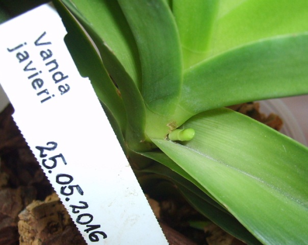 Vanda javieri_pęd.JPG