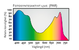 fotosyntez.jpg
