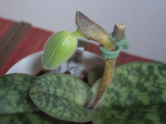 Papiopedilum Ma Belle_26.02.17.jpg