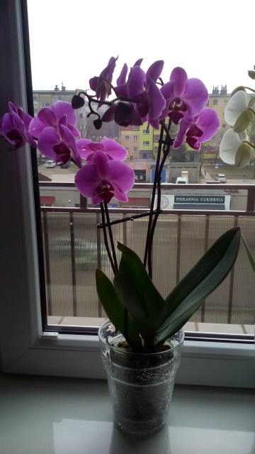 Phal.jpg