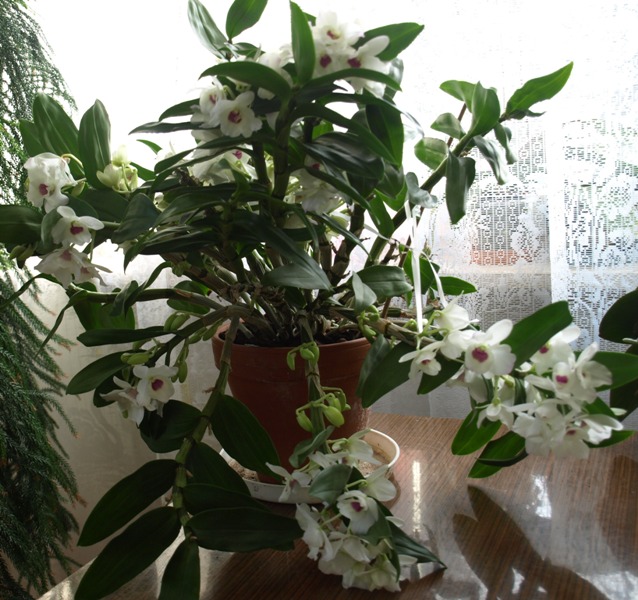 Dendrobium w doniczce.JPG
