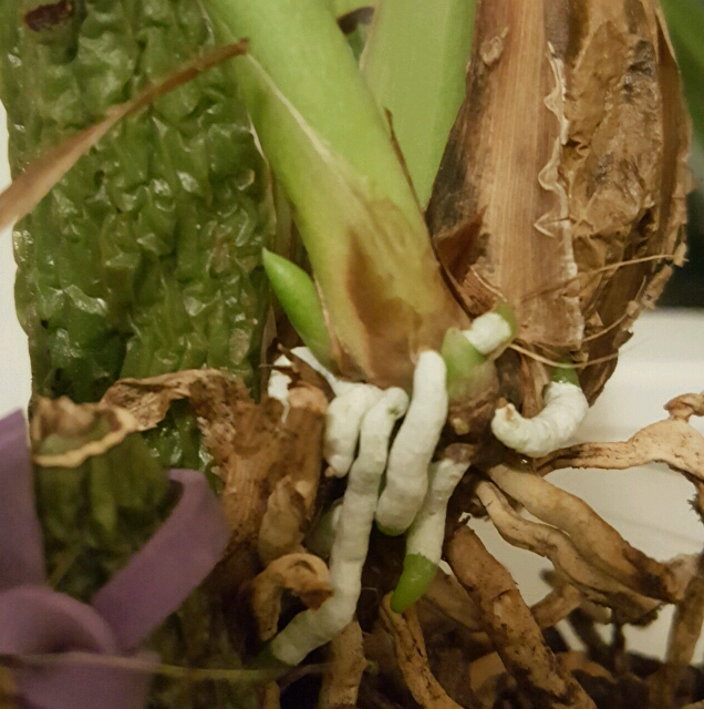 20170326_222924_crop_636x640.jpg