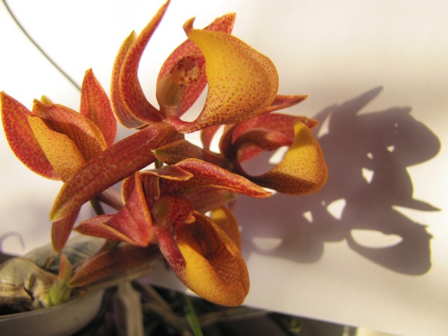 Mormodes tapoayensis .JPG