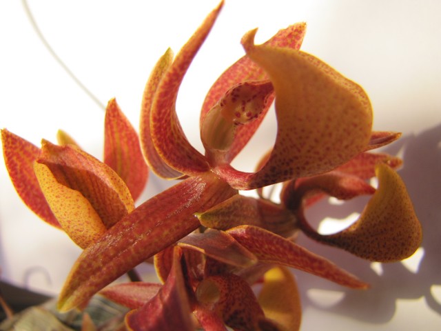 Mormodes tapoayensis 01 .JPG