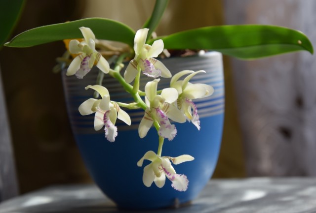 DSC_9753 — kopia.JPG