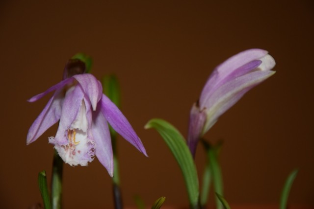 DSC_9487 — kopia.JPG