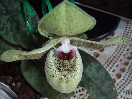 Paph. Ma Belle1_2.04.17.JPG