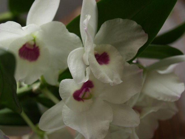 Dendrobium białe kwiaty.JPG