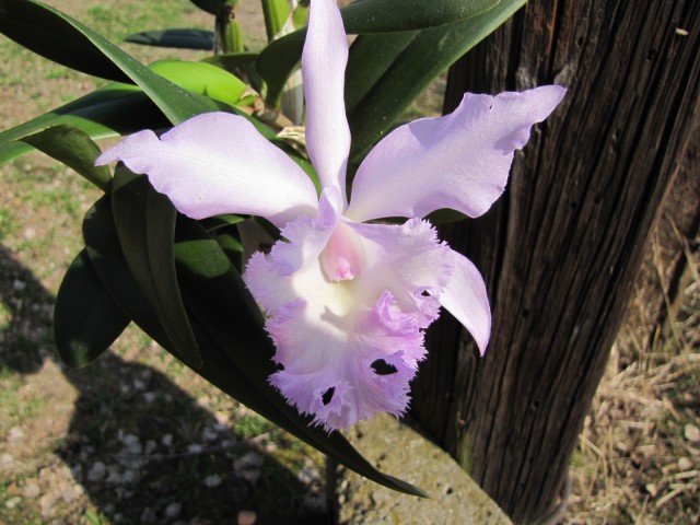 Rlc King Hardd x Cattleya intremedia .JPG