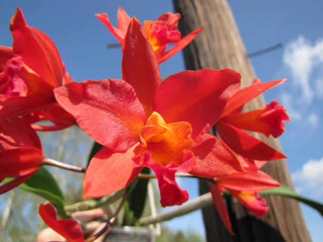 Potinara Shinfong Dawn.JPG