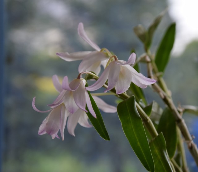 DSC_0013 — kopia.JPG