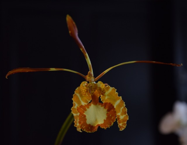 DSC_0211 — kopia.JPG