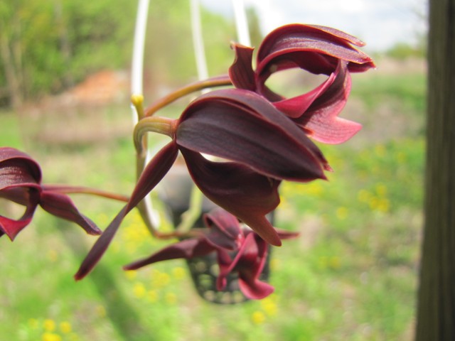 Mormodes vinaceum .JPG